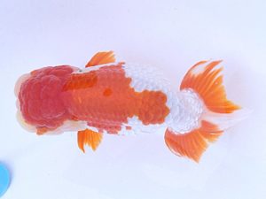 広島らんちゅう会　立行司　中村光春　三原