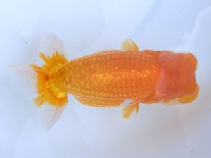 広島らんちゅう会　東取締　中野　勇　相生