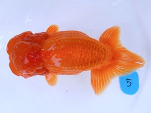 広島らんちゅう会　西取締　吉田龍一　尾道