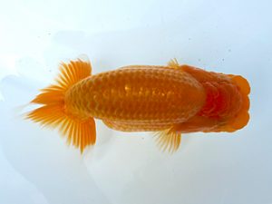 稲沢金鱗会　研究会　西大関　植田春寿　稲沢市
