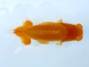 稲沢金鱗会　研究会　立行司　浅井　宏　弥富市