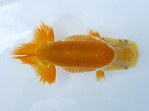 稲沢金鱗会　研究会　西取締　伊藤高宏　名古屋市