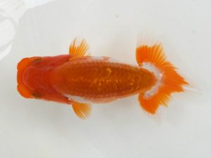 観魚会　研究会　東大関　齋藤一成　練馬