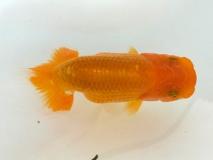 観魚会 研究会 勧進元一　太田和良幸　船橋市