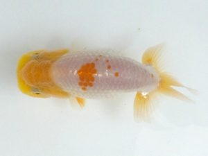 観魚会 研究会 勧進元二　目黒康弘　足立