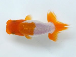 観魚会 研究会 行司一　松野彰彦　崎玉