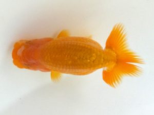 観魚会 研究会 行司二　太田和良幸　船橋市