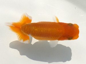 観魚会 研究会 行司三　松野彰彦　崎玉