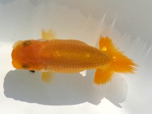 観魚会 研究会 脇行司一　太田和良幸　船橋市