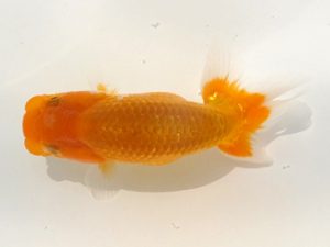 観魚会 研究会 脇行司二　磯崎幸道　茨城