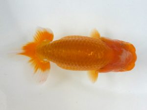 観魚会　研究会　西大関　目黒康弘　足立