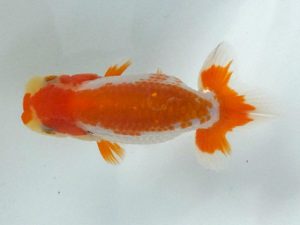 観魚会　研究会　立行司　篠　孝利　練馬