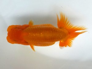 観魚会　研究会　取締一　酒井　昇　小美玉市