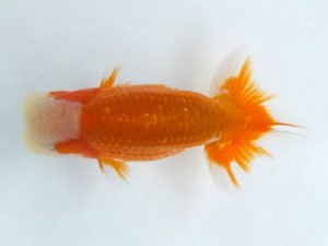 観魚会　研究会　取締二　亀山二三男　茨城