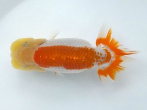 観魚会 研究会 東関脇　酒井　昇　小美玉市