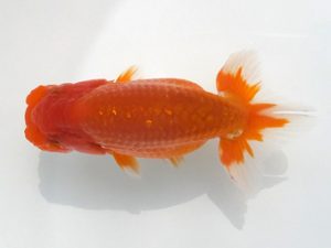 観魚会 研究会 西関脇　清水　健　さいたま市