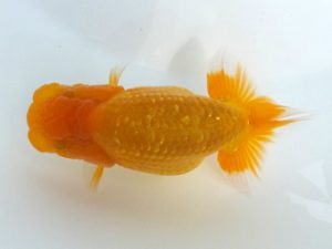 観魚会 研究会 東小結　男鹿伸一　世田谷