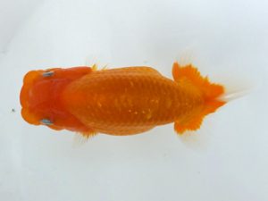 観魚会 研究会 西小結　男鹿伸一　世田谷