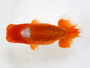 錦友会　研究会　東大関　青木　功(磐田市)