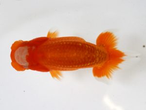 錦友会　研究会　西大関　安藤　寛(森町)