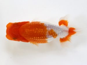 錦友会　研究会　立行司　鈴木和男(浜松市)