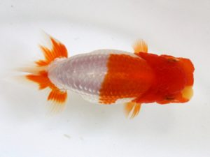 錦友会　研究会　取締二　服部行宏(磐田市)