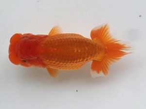 喜楽らんちゅう会　研究会　1席　目黒康弘　足立区