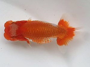 喜樂らんちう会　10席　七尾好之　葛飾