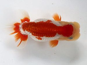 喜樂らんちう会 12席　本山隆史　桶川