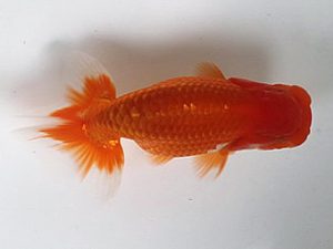 喜樂らんちう会 14席　間中　勝　草加市