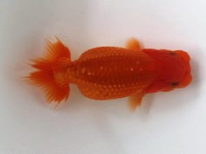 喜樂らんちう会 15席　間中　勝　草加市