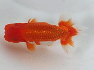 喜樂らんちう会 16席　本山隆史　桶川