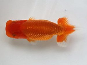 喜楽らんちゅう会　研究会　2席　室岡賢治　江戸川