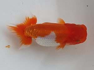 喜楽らんちゅう会　研究会　4席　木村文夫　水元