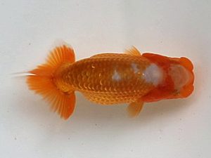 喜楽らんちゅう会　研究会　5席　島田光男　足立区