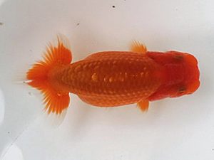 喜樂らんちう会 6席　松崎真章　高砂