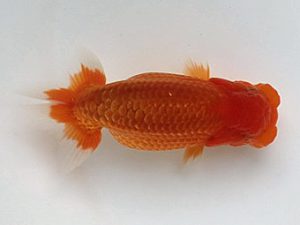 喜樂らんちう会 7席　七尾好之　葛飾