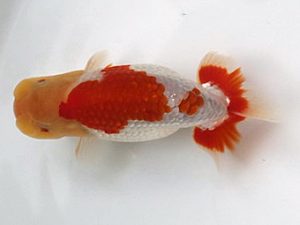 喜樂らんちう会　8席　木村文夫　水元