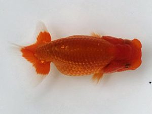 喜樂らんちう会 9席　林　和明　足立区