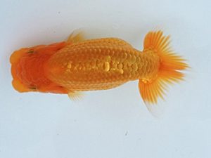 紀州らんちゅう同好会　研究会　東大関　植松　啓　新宮市