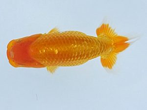 紀州らんちゅう同好会　研究会　西大関　金森秀秋　日高川町