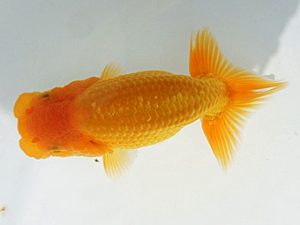 紀州らんちゅう同好会　研究会　立行司　植松　啓　新宮市