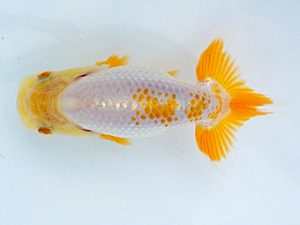 紀州らんちゅう同好会　研究会　東取締　濱田英明　那智勝浦町