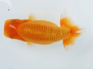 紀州らんちゅう同好会　研究会　西取締　中村朋孝　御坊市