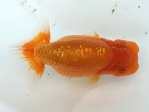 宮城伊達らんちう会　東大関　松田　勝　仙台市