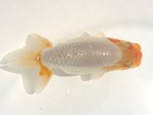 宮城伊達らんちう会 勧進元一　黒はばき浩之　相馬郡