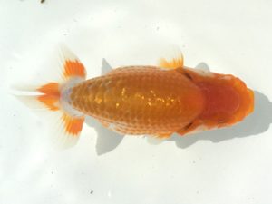 宮城伊達らんちう会 勧進元二　黒はばき浩之　相馬郡