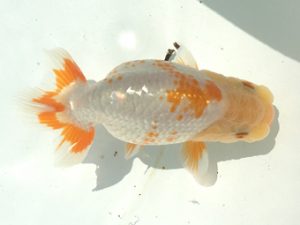 宮城伊達らんちう会 行司二　松田　勝　仙台市