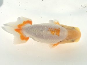 宮城伊達らんちう会　行司三　川村祐孝　盛岡市