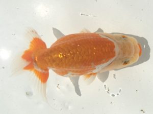 宮城伊達らんちう会 脇行司一　松田　勝　仙台市